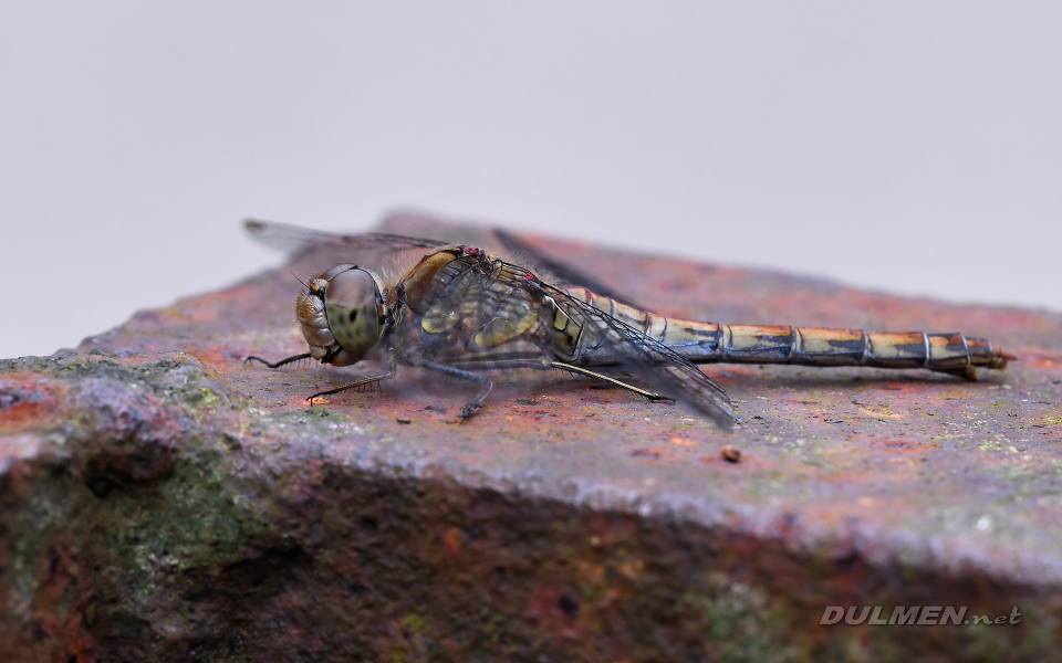 Common Darter (female, Sympetrum striolatum)